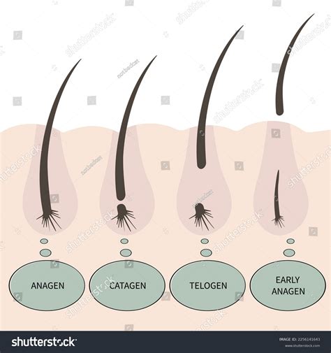 Illustration Type Eyelashes Phases Growth Hair Stock Vector (Royalty ...