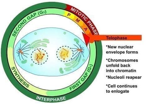 Mitosis phases.