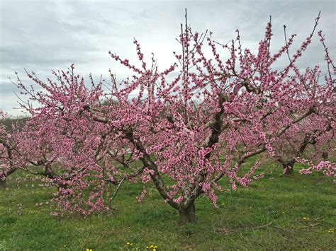 Prunus persica (Rosaceae) image 109681 at PhytoImages.siu.edu