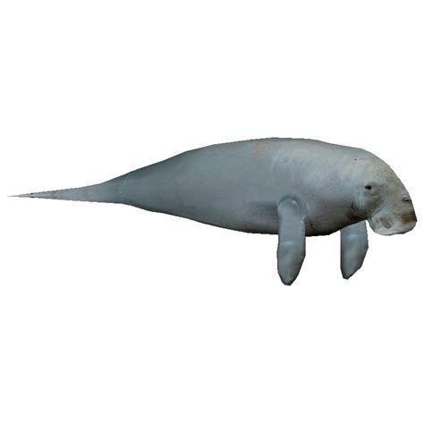 Collection of Dugong PNG. | PlusPNG