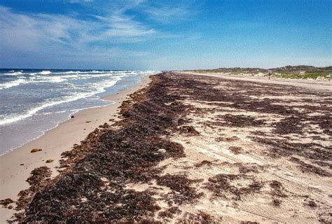 Padre Island National Seashore | Things To Do in Port A