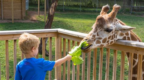 Elmwood Park Zoo To Celebrate 95th Anniversary With First Ever Black ...