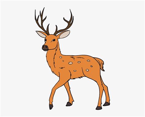 Collection Of Images - Venado De Cola Blanca Dibujo Transparent PNG ...