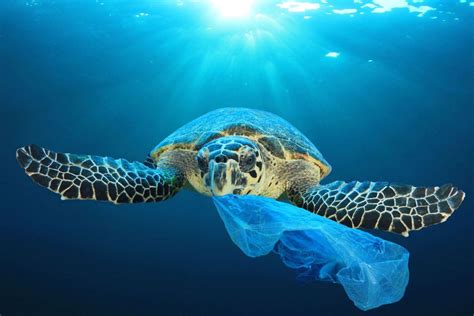 Wajib Ditanggulangi, Ini 7 Dampak Sampah Plastik di Laut