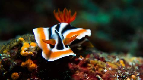 HD wallpaper: white, black, and orange sea creature photograph, orange ...