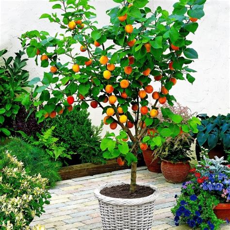 Dwarf Patio Apricot Tree - Prunus armeniaca