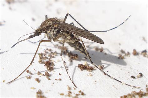 Culex pipiens [ Linnaeus, 1758 ]