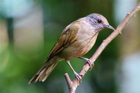 Pale-breasted Thrush a.k.a "Bonkidif" / "Boontjedief" in Surinam | Animals, Bird, Birds