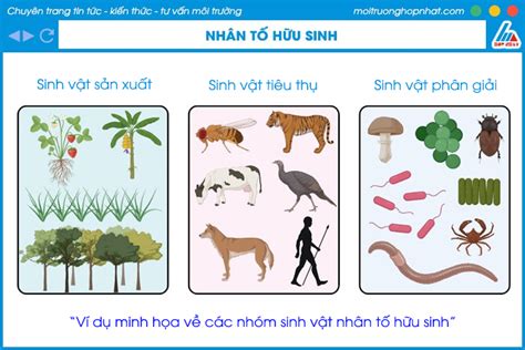 Nhân tố sinh thái là gì? Các loại nhân tố sinh thái