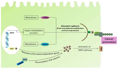 IJMS | Free Full-Text | Diffuse Gastric Cancer: A Summary of Analogous Contributing Factors for ...