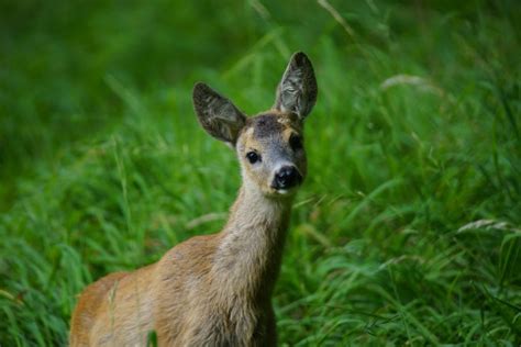 Free Images : nature, puppy, wildlife, wild, tranquility, zoo, mammal, gray, fauna, fawn, close ...