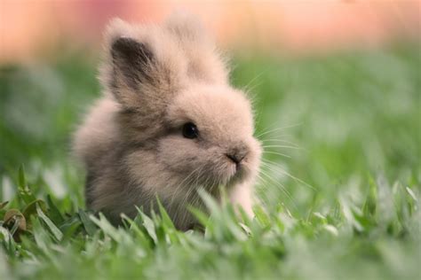 🔥 [40+] Cute Rabbit Wallpapers | WallpaperSafari