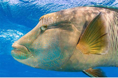 Maori Wrasse: The Personality of the Great Barrier Reef