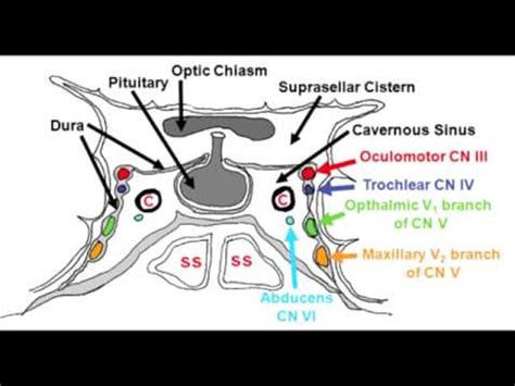 Cavernous Sinus Anatomy - Anatomy Reading Source