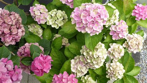 Fix It to Nix Hydrangea Problems | Espoma