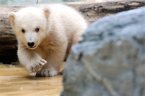 Danish zookeepers fire rubber bullets to save man from polar bear