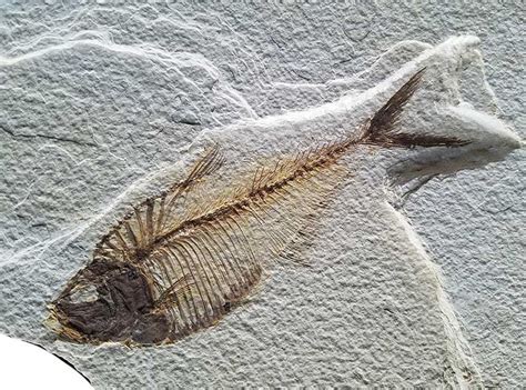 Fish Fossils From The Green River Formation