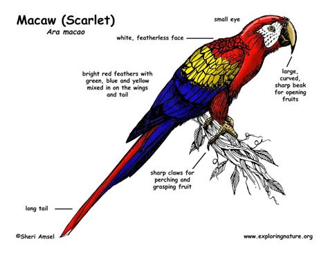 Macaw (Scarlet)