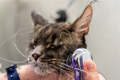 Maine Coon Bathing with Shower at Grooming Salon Stock Photo - Image of ...