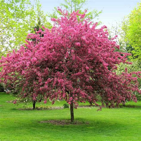 Rebecca Cunningham: Dwarf Flowering Crabapple Trees Zone 5 / Small Or Dwarf Weeping Trees For ...