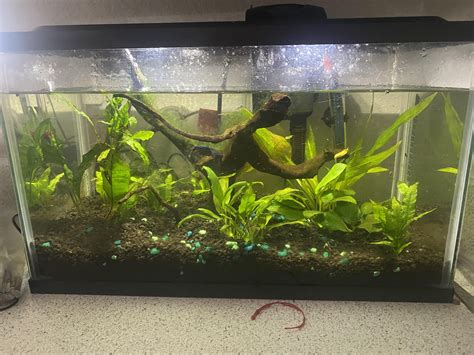 Just remodeled my 10 gallon! Recommendations for long plants? : r/aquarium