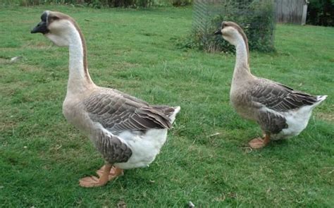 17 Best images about african geese on Pinterest | We, The o'jays and Poultry