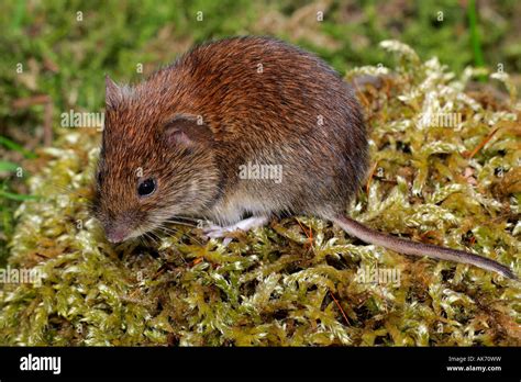 Bank vole hi-res stock photography and images - Alamy