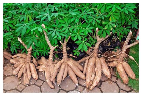 Healthy cassava plants with abundant edible storage roots [Image used ...