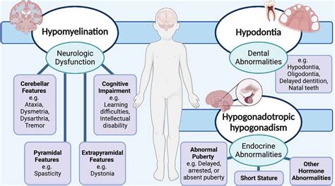 Frontiers | POLR3-Related Leukodystrophy: Exploring Potential Therapeutic Approaches