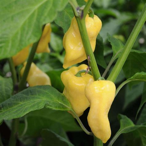 Seeds for White Habanero Hot Pepper | Capsicum chinense | Amkha Seed