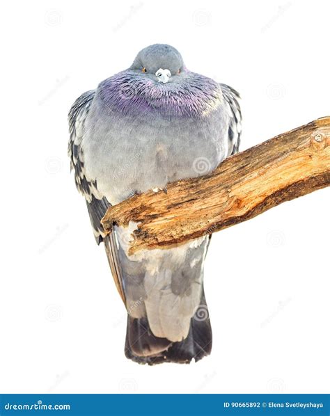 Funny Fat Bird