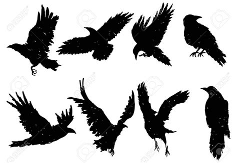 Set of ravens. A collection of black crows. Silhouette of a flying crow. Vector illustration of ...