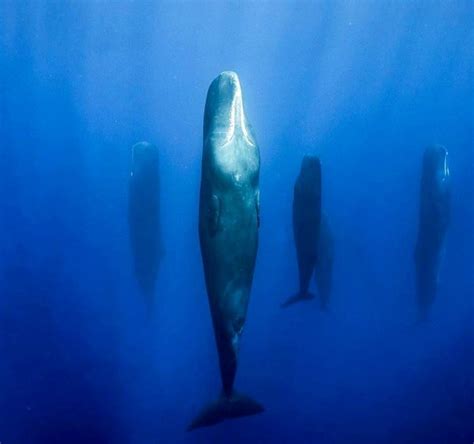 Sleeping whales: A photographer shows what whales look like when they ...