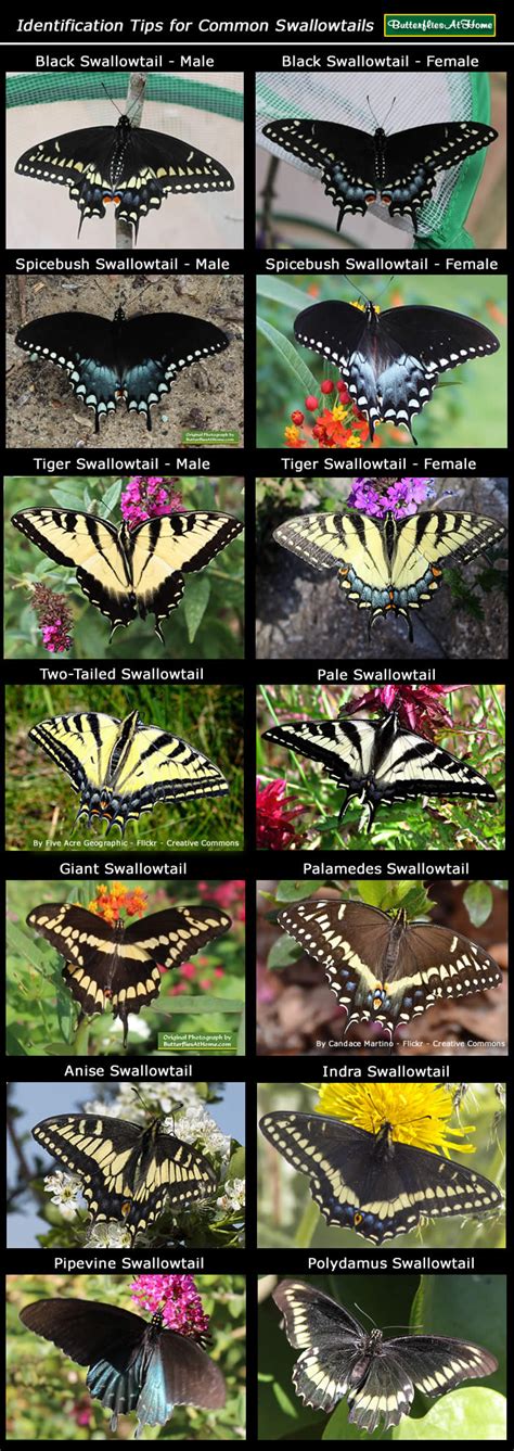 Butterfly species, Swallowtails, Monarchs, identification tips, butterfly photographs, moths ...