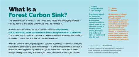 The Understory: What is a forest carbon sink? - American Forests