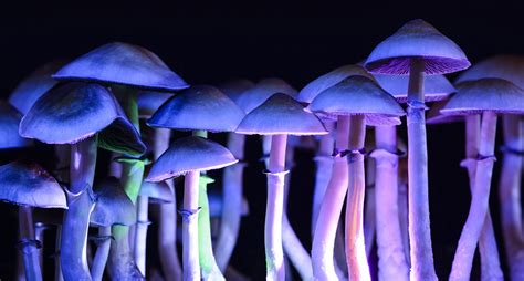 Hallucinogens: Signs of Abuse, Addiction, and Recovery Options | The Discovery House | Take Your ...