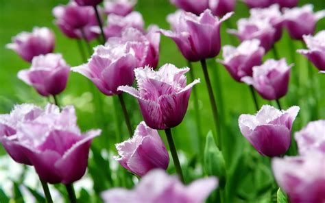 wallpapers: Purple Tulips Flowers Wallpapers