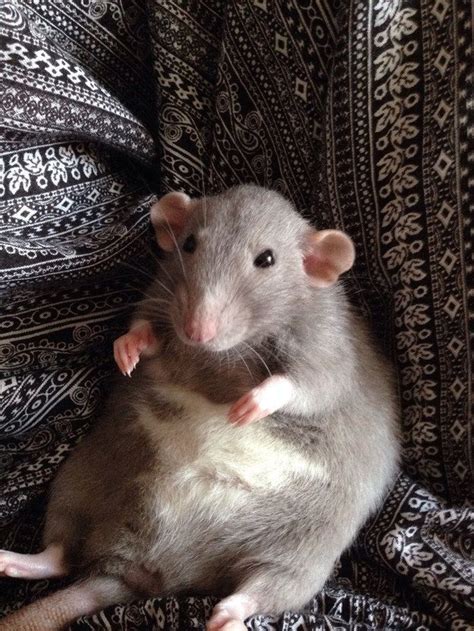 Pin by Tina L on Adorable Pet Rats | Cute rats, Animals beautiful, Pet rats