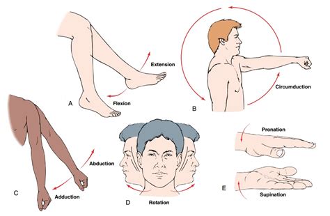 Movement Across the Joints