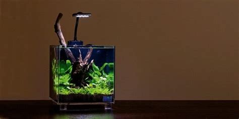 Introduction to Nano Aquariums - Kind of Plants, Fish, Decoration