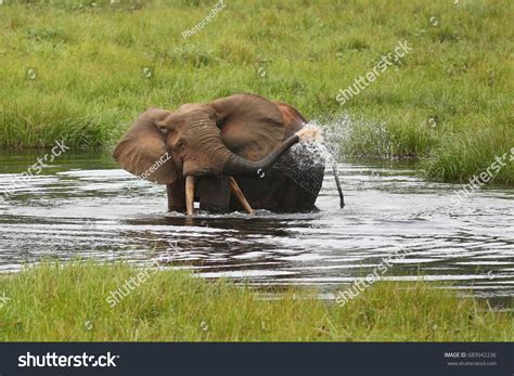 African Forest Elephant Nature Habitat Agreen Stock Photo 689942236 | Shutterstock