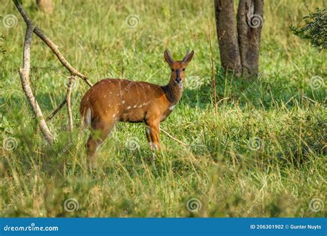 Cape Bushbuck - Tragelaphus Scriptus Is A Widespread Species Of Antelope In Sub-Saharan Africa ...