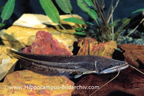 Wallago attu (Helicopter Catfish) — Seriously Fish