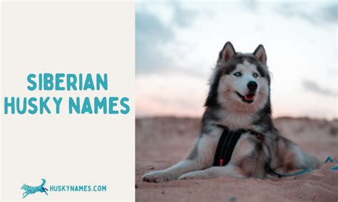 Husky Names - Husky Names