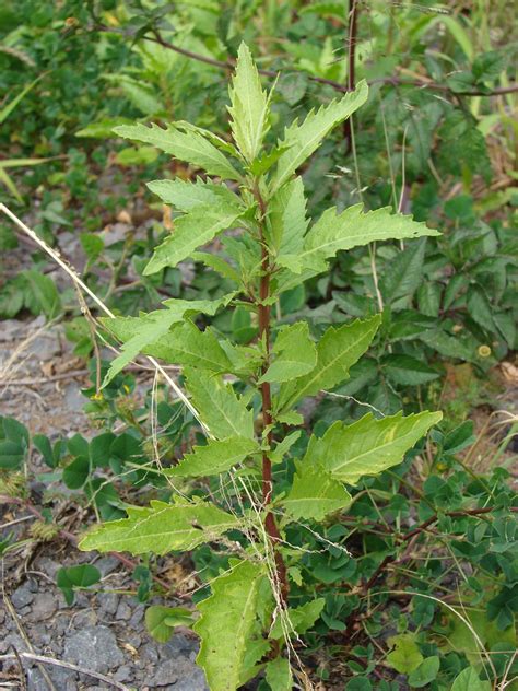 250 Epazote Seeds - Chenopodium Ambrosoides - Dysphania ambrosioides ...