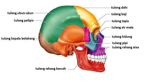 Tulang Baji: Pengertian, Ciri, Bentuk, Letak, Jumlah dan Fungsi Tulang ...