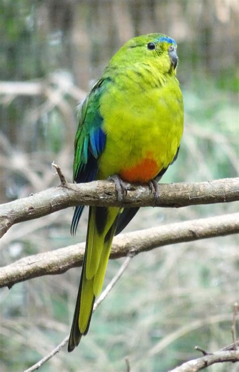 Orange Bellied parrot at Healesville Sanctuary. Photo by Karen Neal | Australian parrots, Pet ...