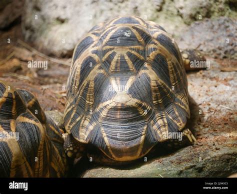 Burmese star tortoise (Geochelone platynota) is a critically endangered tortoise species, native ...