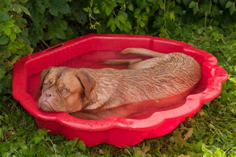 8 Best Dog Pools: A Great Way to Let Spot Go for a Swim