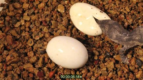 Time-Lapse Gargoyle Gecko Egg Hatching - YouTube